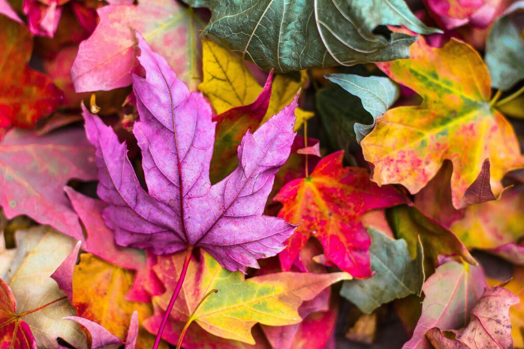 11 Amazing Low-Cost Autumnal/Fall Activities Guaranteed to Create Wonderful Childhood Memories